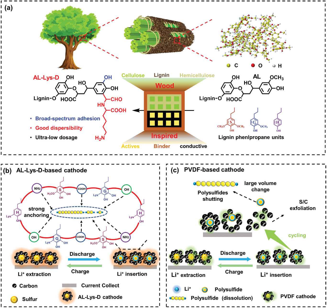 锂金属/锂硫电池